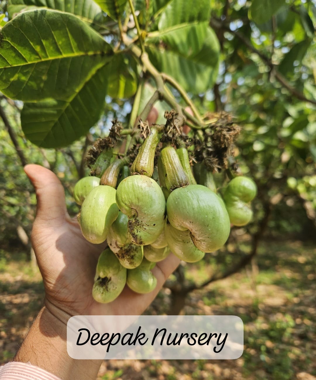 WhatsApp Image 2025-11-15 at 12.04.53 PM.jpeg