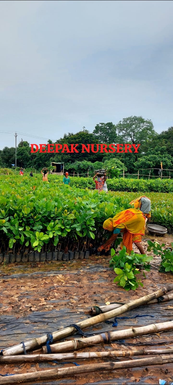 WhatsApp Image 2025-11-15 at 12.04.54 PM.jpeg