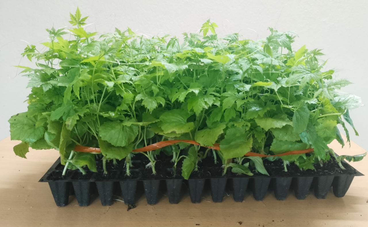 WhatsApp Image 2026-01-10 at 4.26.18 PM.jpeg